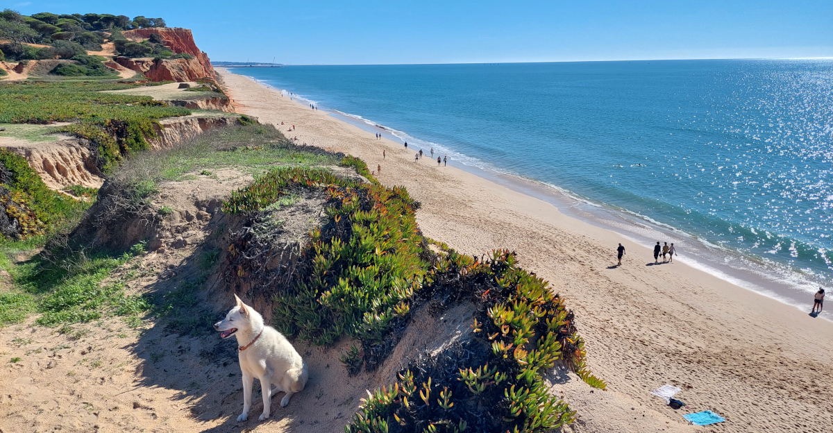 Dezember 2024: Newsletter - Bester Strand der Welt